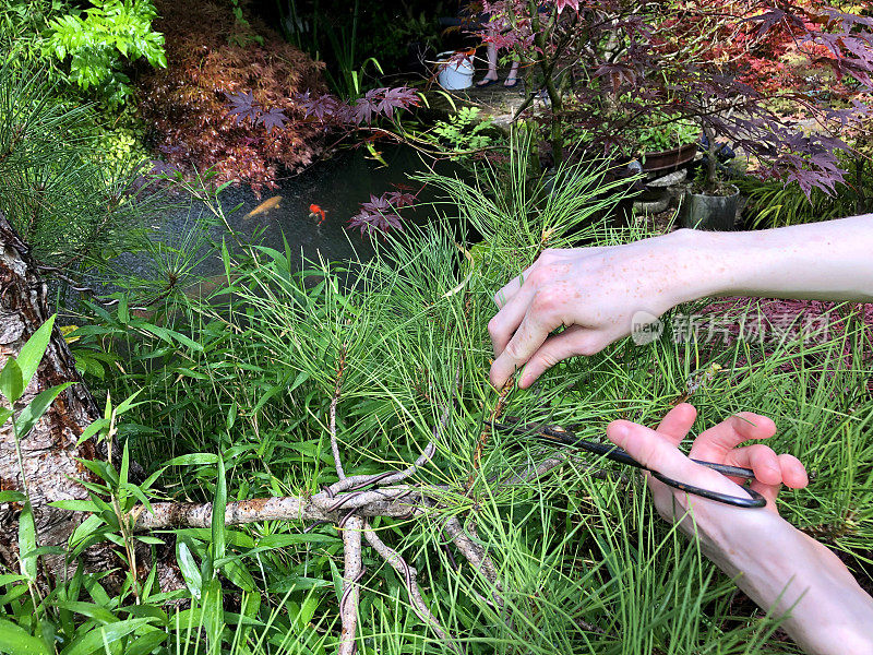 在日本东方园林中，一名男子正在修剪老黑松树盆景树枝(黑松)、针叶和蜡烛/云杉标本，在锦鲤池塘旁的树枝和锦鲤鱼、枫树/槭树
